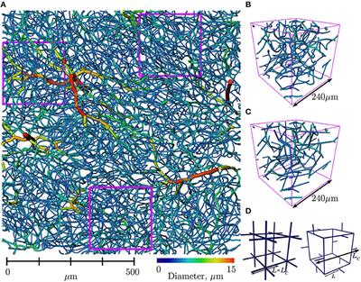 Brain Capillary Networks Across Species: A few Simple Organizational Requirements Are Sufficient to Reproduce Both Structure and Function
